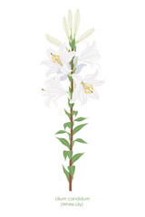 Simple Flowering White Lily Garden Plant