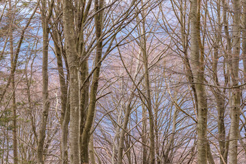 autumnal nature sceneries inside the Piani dei Resinelli, Lecco, Italy 