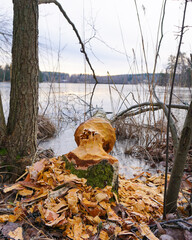 A fallen tree at a lake
