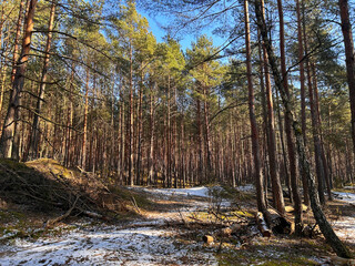 Tall trees and snow on the ground in the winter forest