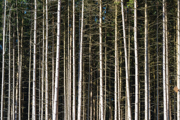 nahe zusammen stehende Bäume im Wald