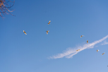 Silberreiher im Flug