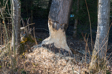 Von Biber angenagter Baum
