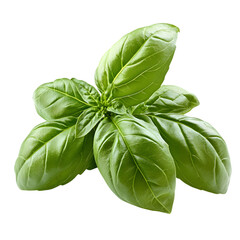 Fototapeta premium A high-resolution image of fresh basil leaves isolated on a white background