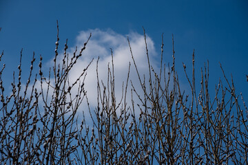 Pussy willow branches against a blue sky, early signs of spring awakening