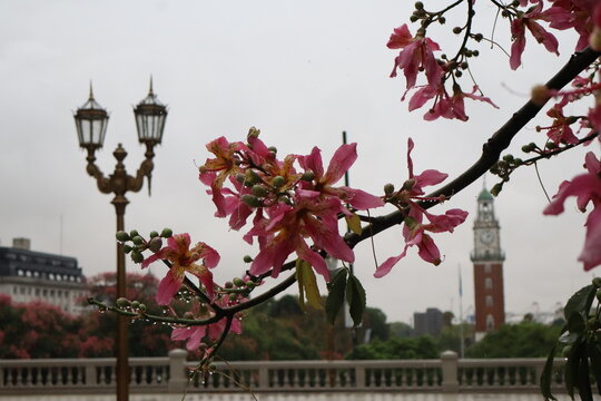 Spring Flowering Trees Against Overcast Sky with Iconic Architecture