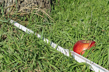 Der Apfel fällt nicht weit vom Stamm