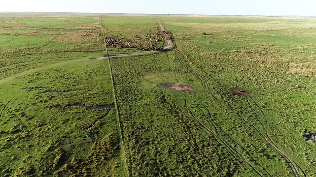 Imagen de dron de gauchos argentinos arriando ganado en un campo de Corrientes, Argentina
