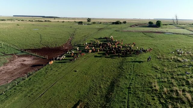 Imagen de dron de gauchos argentinos arriando ganado en un campo de Corrientes, Argentina