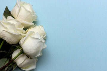 Postcard. White roses on a blue background. Congratulations on March 8, Valentine's Day, Mother's Day, Birthday, Anniversary, Wedding, Teacher's Day, to women. Copy space.Flatly