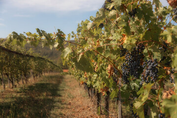 a cluster of ripe, dark purple grapes hanging from a grapevine. The grapes are surrounded by green...