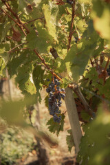 a cluster of ripe, dark purple grapes hanging from a grapevine. The grapes are surrounded by green leaves, some of which are starting to turn yellow and brown, indicating the changing of seasons. 