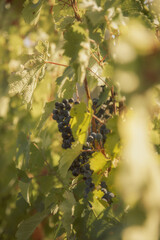 a cluster of ripe, dark purple grapes hanging from a grapevine. The grapes are surrounded by green leaves, some of which are starting to turn yellow and brown, indicating the changing of seasons. 