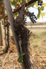 a cluster of ripe, dark purple grapes hanging from a grapevine. The grapes are surrounded by green leaves, some of which are starting to turn yellow and brown, indicating the changing of seasons. 