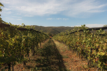 Naklejka premium vineyard landscape. The rows of grapevines stretch out as far as the eye can see, creating a serene and tranquil scene. The vines are lush and green