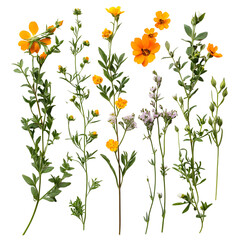 Vibrant Orange and White Wildflowers Botanical Stems, Blooms, Buds