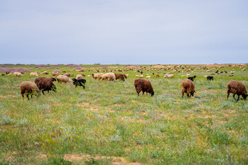 pasture with self-walking of domestic animals sheep and goats on a green beautiful dry clearing with a beautiful sky, animals eat and nibble grass on their own