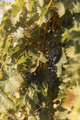 a cluster of ripe, dark purple grapes hanging from a grapevine. The grapes are surrounded by green leaves, some of which are starting to turn yellow and brown, indicating the changing of seasons. 