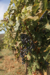 a cluster of ripe, dark purple grapes hanging from a grapevine. The grapes are surrounded by green...
