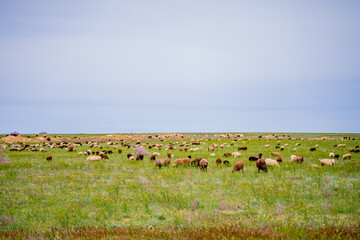 pasture with self-walking of domestic animals sheep and goats on a green beautiful dry clearing with a beautiful sky, animals eat and nibble grass on their own