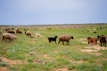 pasture with self-walking of domestic animals sheep and goats on a green beautiful dry clearing with a beautiful sky, animals eat and nibble grass on their own