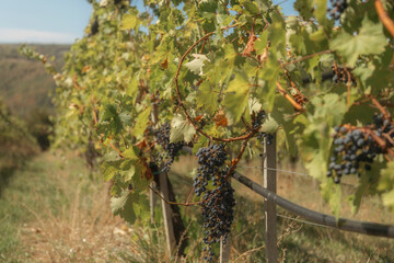 a cluster of ripe, dark purple grapes hanging from a grapevine. The grapes are surrounded by green...