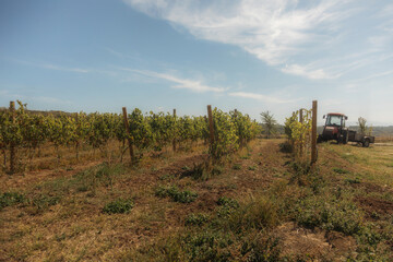 vineyard landscape. The rows of grapevines stretch out as far as the eye can see, creating a serene and tranquil scene. The vines are lush and green