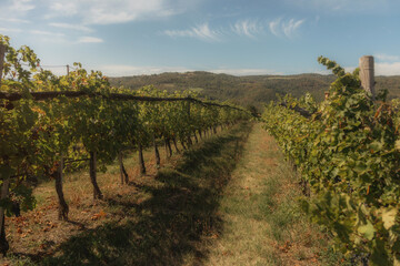 Naklejka premium vineyard landscape. The rows of grapevines stretch out as far as the eye can see, creating a serene and tranquil scene. The vines are lush and green