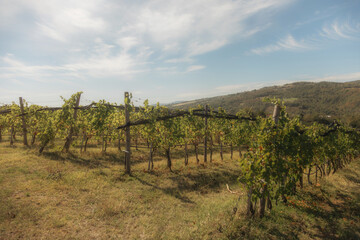 Obraz premium vineyard landscape. The rows of grapevines stretch out as far as the eye can see, creating a serene and tranquil scene. The vines are lush and green