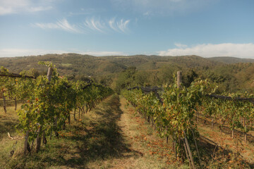 Naklejka premium vineyard landscape. The rows of grapevines stretch out as far as the eye can see, creating a serene and tranquil scene. The vines are lush and green