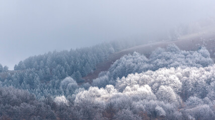 snow covered trees