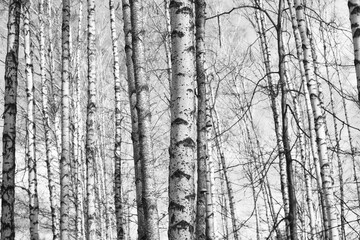 Obraz premium white birches with birch bark