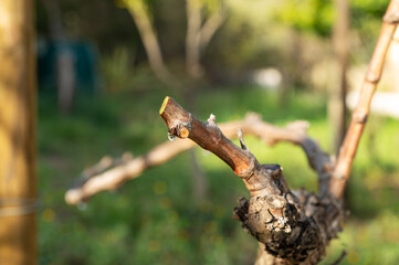 Drop of sap falling from the vine branch after pruning in winter. Sardinia, Italy. Traditional organic agriculture..