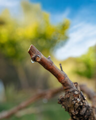 Drop of sap falling from the vine branch after pruning in winter. Sardinia, Italy. Traditional organic agriculture..