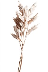 Fototapeta premium A delicate arrangement of dried pampas grass features soft beige tones, creating a minimalist and elegant botanical display against a white background. Perfect for home decor