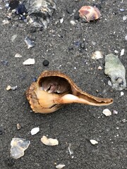 A hermit crab peeks out from its seashell in a serene beach setting. Surrounding seashells highlight the natural beauty and tranquility of the coast.