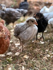 A diverse group of young chickens is seen foraging on a grassy farm with natural light highlighting their feathers. The scene captures the essence of rural farming and poultry life.