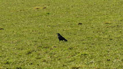 Rabe auf der Wiese