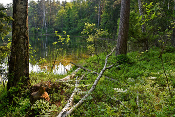 Puszcza  © jadwiga.koniecko