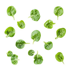 Fresh Spinach Leaves isolated on transparent background