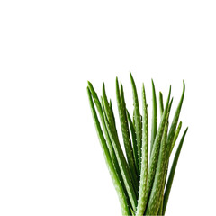 Fototapeta premium Vibrant Aloe Vera Plant Against Black Background isolated on transparent background