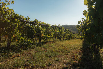 vineyard landscape. The rows of grapevines stretch out as far as the eye can see, creating a serene and tranquil scene. The vines are lush and green