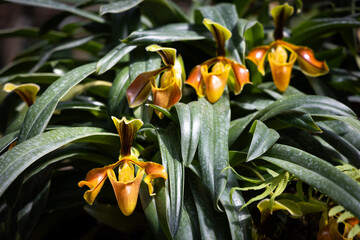 Lady slipper orchid or paphiopedilum  orchid in the botanical garden.