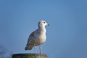 White and brown speckled juvenile seagull standing on a post against a blue sky