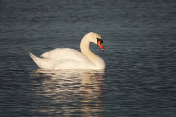 Obraz premium White mute swan cygnus olor with red and black beak swimming in rippling water 