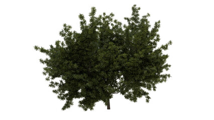 Obraz premium Tree