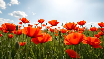 Red poppy flowers blooming in a green field under sunlight and blue sky.  
