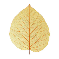 Obraz premium delicate golden leaf with intricate vein patterns, showcasing nature beauty and elegance. Perfect for design and decoration