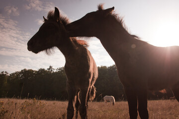 Silouhette von zwei jungen Pferden