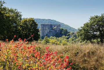 poppies in the mountains